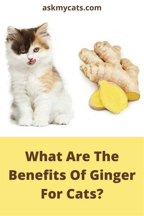Can cats eat ginger?