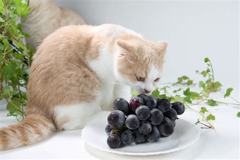 Can cats eat grapes?