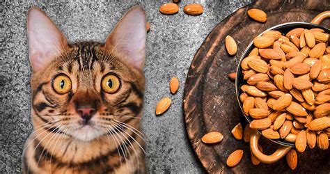 Can cats eat nuts?