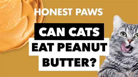 Can cats eat peanut butter and honey?