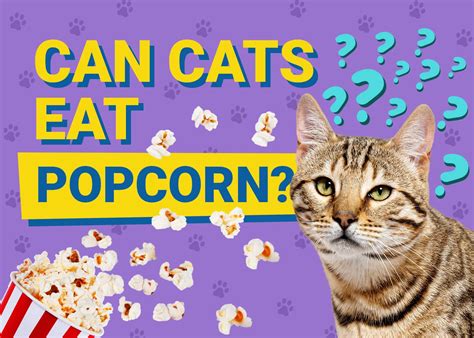 Can cats eat popcorn?