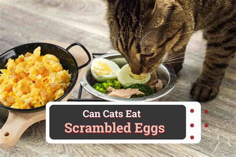 Can cats eat scrambled eggs?