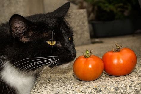 Can cats eat tomatoes?