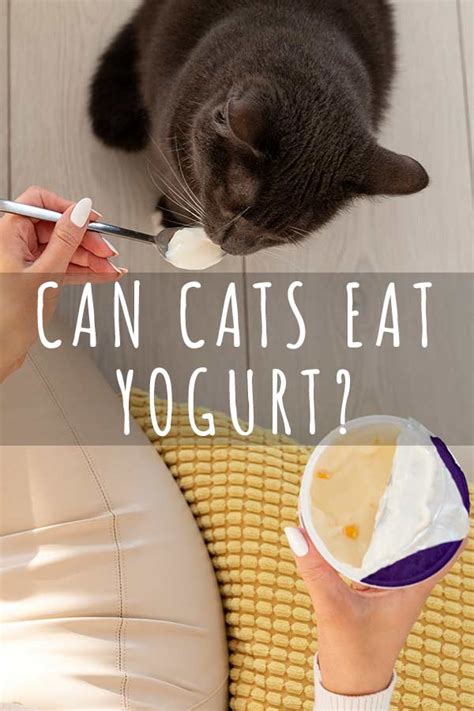 Can cats eat yogurt with honey?