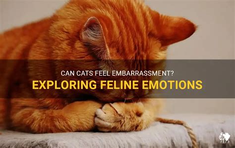 Can cats feel embarrassed?