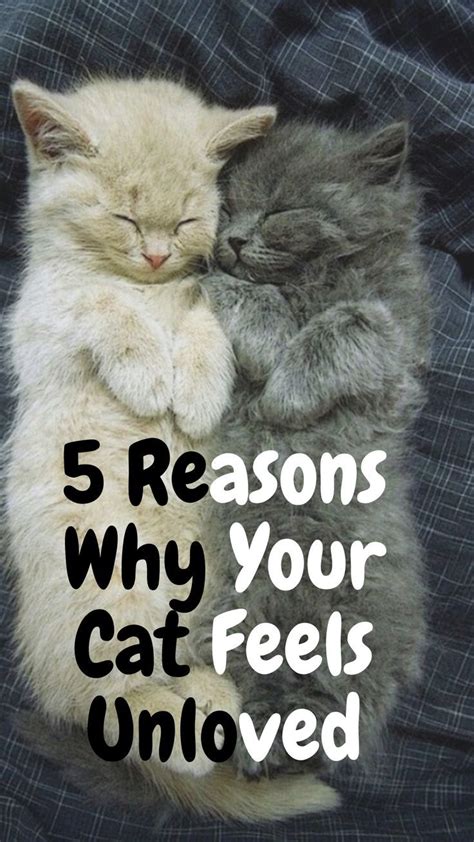 Can cats feel unloved?