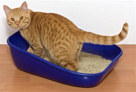 Can cats forget how do you use litter box?