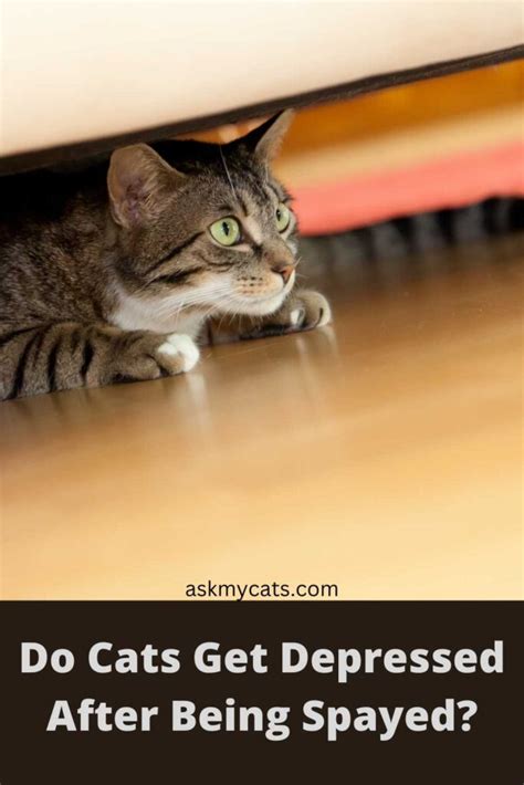 Can cats get depressed after being spayed?