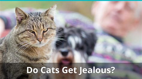 Can cats get jealous of dogs?