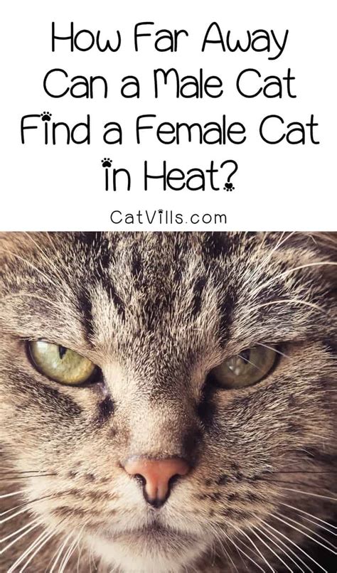 Can cats get too much pheromones?