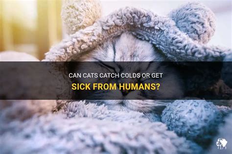 Can cats give humans colds?