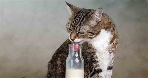 Can cats have alcohol?