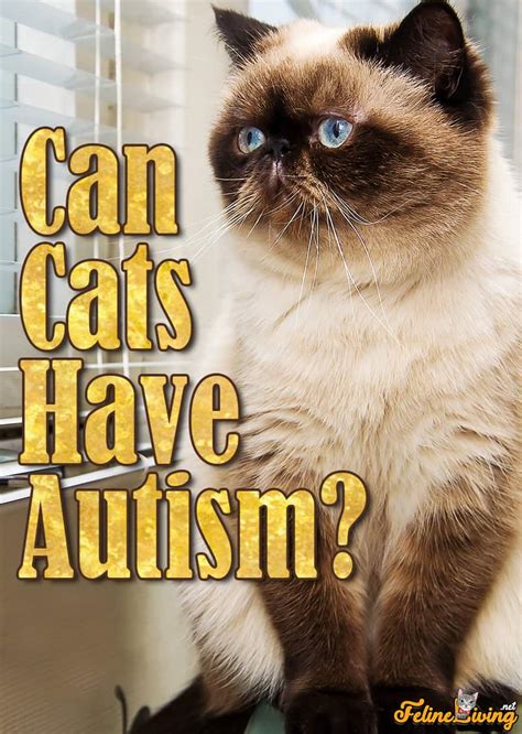 Can cats have autism?