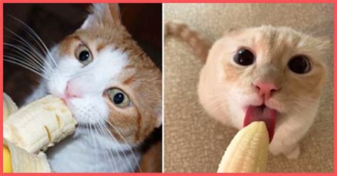 Can cats have banana?