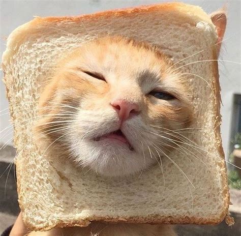 Can cats have bread?