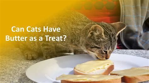 Can cats have butter?