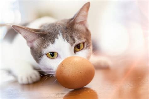 Can cats have eggs?