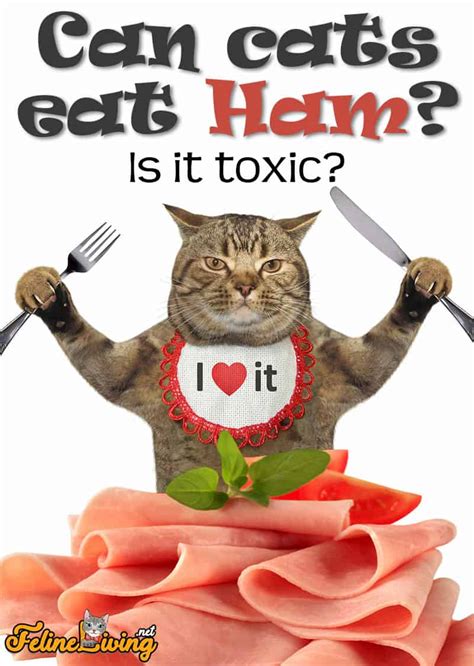 Can cats have ham?