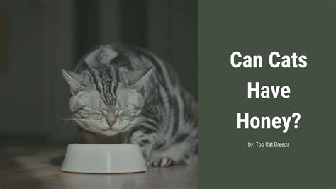 Can cats have honey in water?