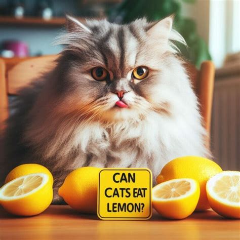 Can cats have lemon?