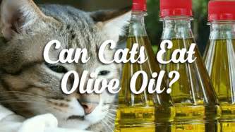 Can cats have olive oil?