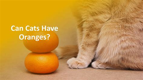 Can cats have oranges?