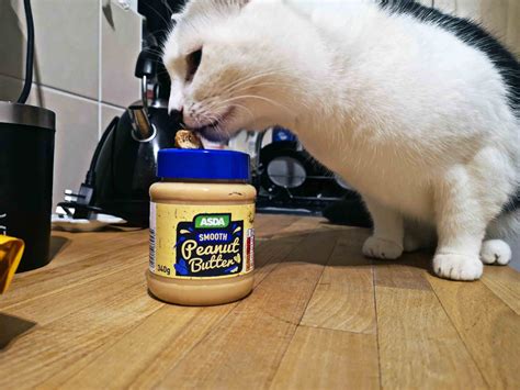 Can cats have peanut butter?