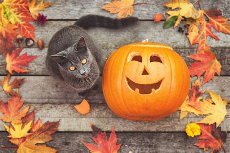 Can cats have pumpkin?