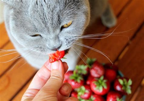 Can cats have strawberry?