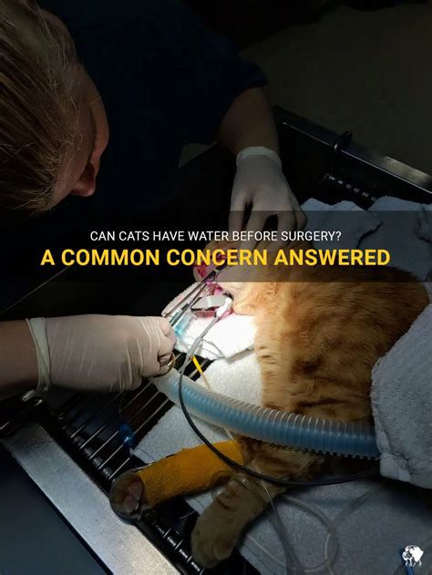 Can cats have water 12 hours before surgery?