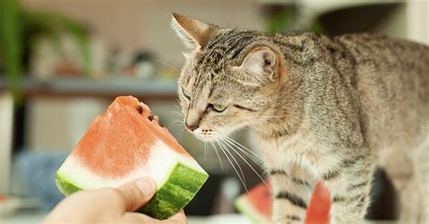 Can cats have watermelon?