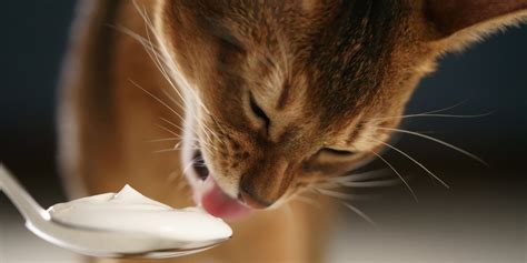 Can cats have yogurt?