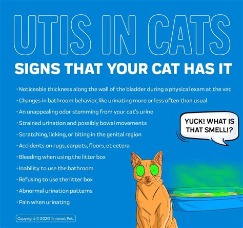 Can cats heal themselves from UTI?