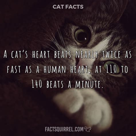Can cats hear your heartbeat?