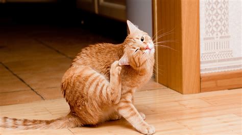 Can cats hurt themselves scratching?