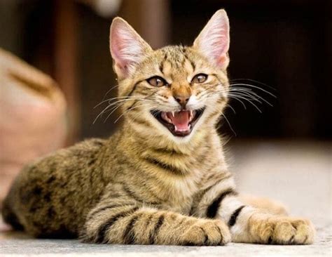 Can cats laugh?