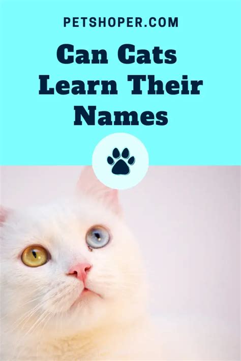 Can cats learn their names?