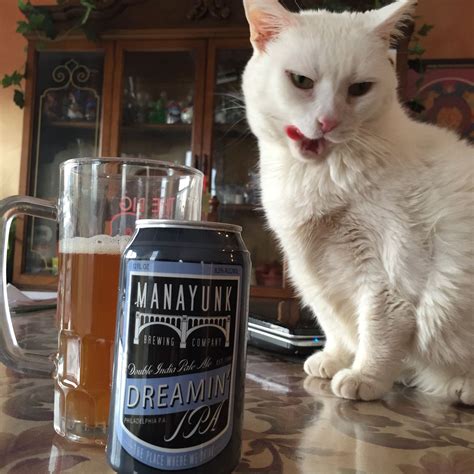 Can cats lick beer?