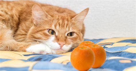 Can cats lick oranges?