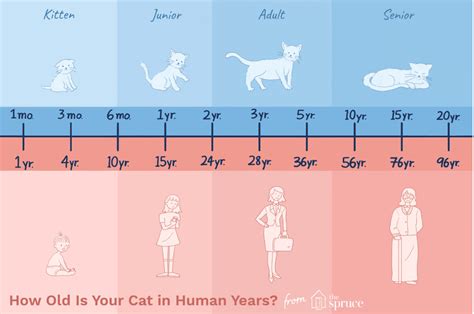 Can cats live to 13?
