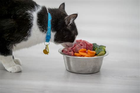 Can cats miss a meal?