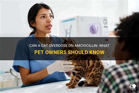 Can cats overdose on antibiotics?