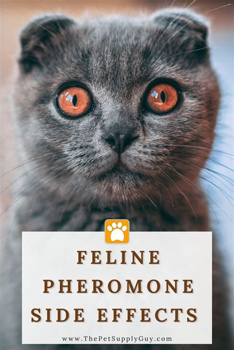 Can cats overdose on pheromones?