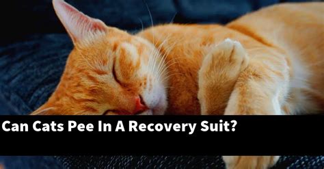 Can cats pee in a recovery suit?