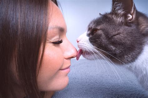 Can cats recognize faces?