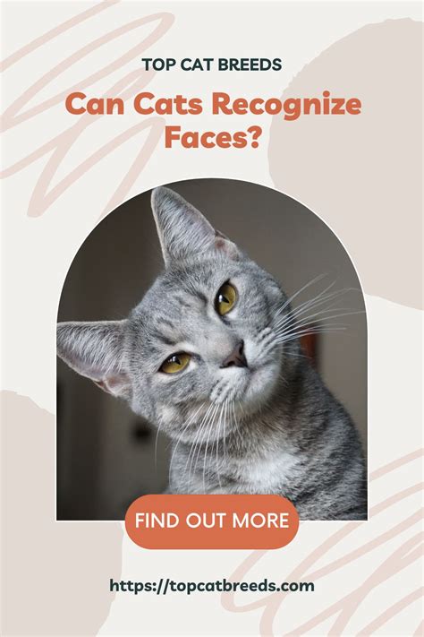 Can cats recognize faces?