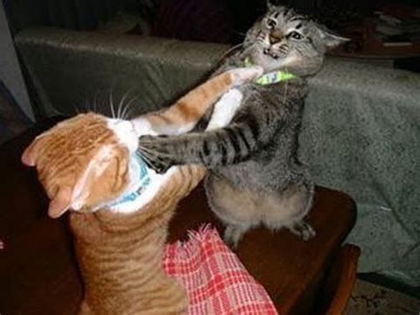 Can cats reconcile after a fight?