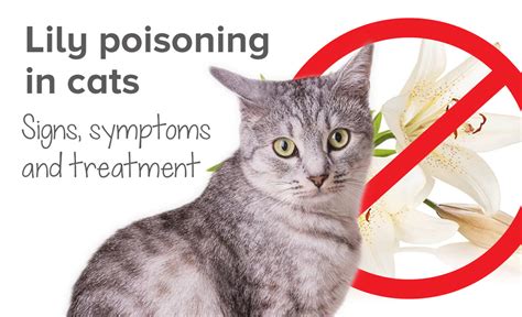 Can cats recover from lily poisoning?