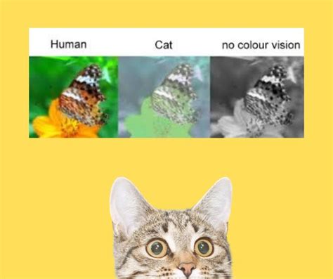 Can cats see 100fps?