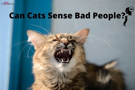 Can cats sense a bad person?